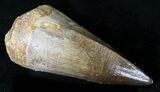 Exceptionally Nice Mosasaur (Prognathodon) Tooth #21479-1